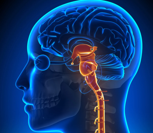 Artrite reumatoide: stimolare il nervo vago riduce l’infiammazione Artrite reumatoide: stimolare il nervo vago riduce l’infiammazione