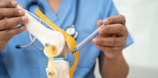 Cartilagine, scaffold vegetali dalle mele per la rigenerazione tissutale