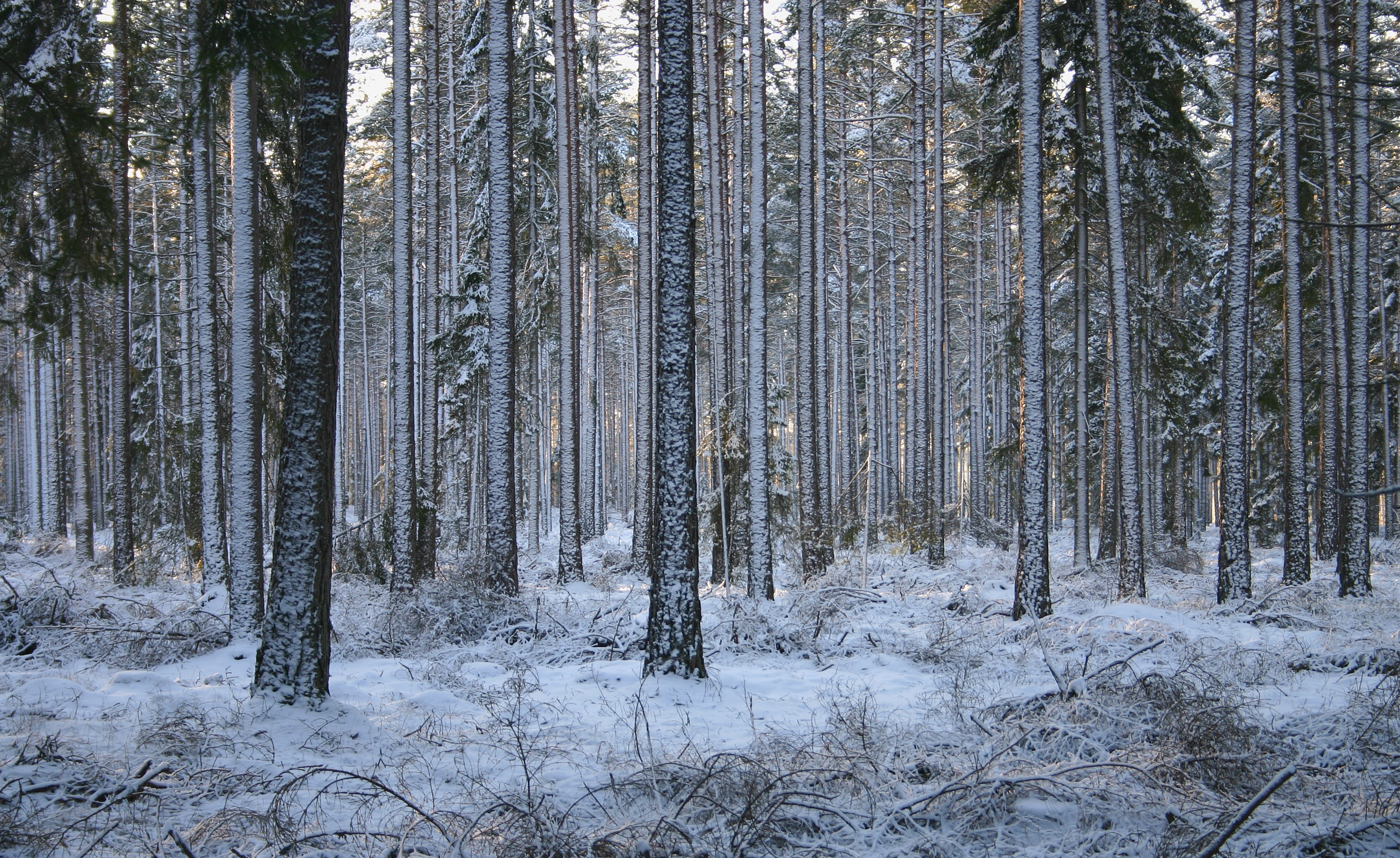 «Synthetic fibres have largely taken the place of cotton but these are fossil-fuel based. If cellulose were to replace synthetics, this would represent all of the world’s current woodpulp consumption».