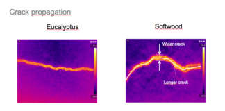 A new spotlight on fibers