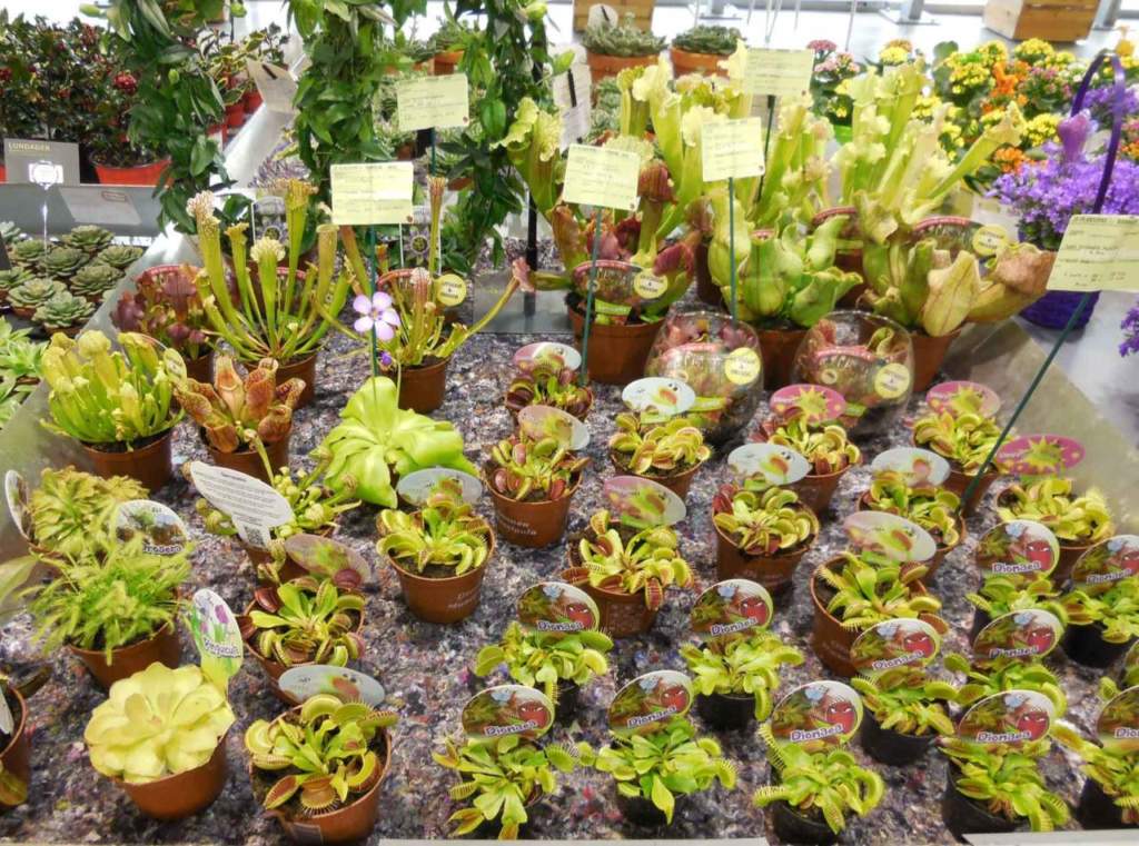 piante carnivore