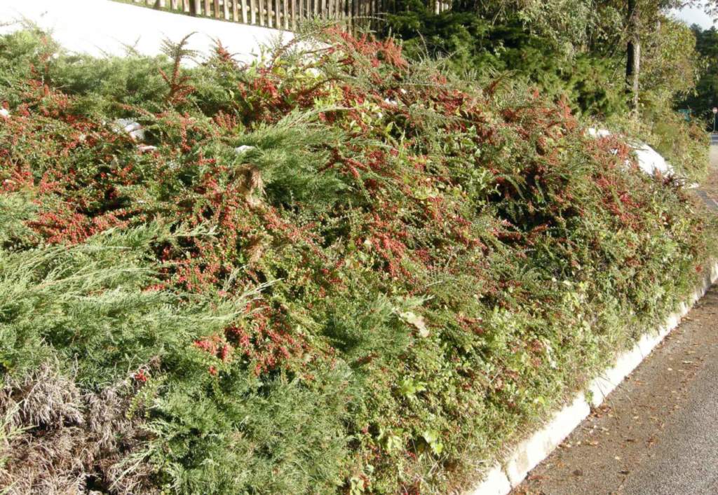 cotoneaster horizontalis tappezzante
