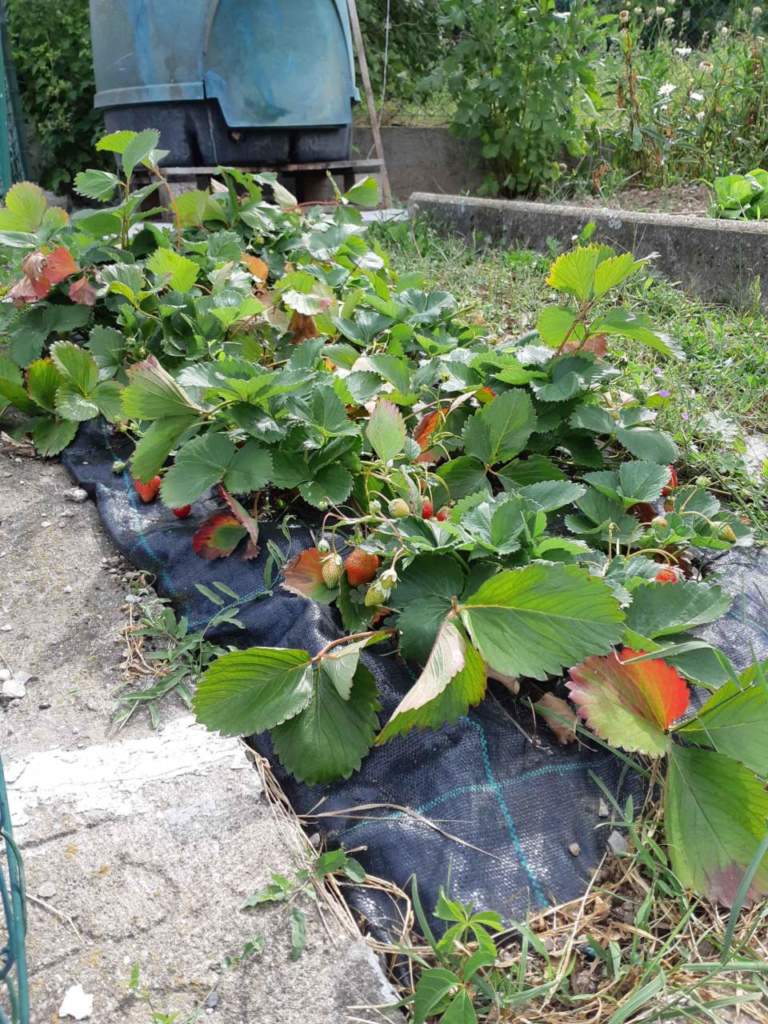fragole