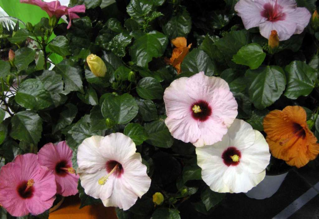 piante della giungla; hibiscus rosa-sinensis