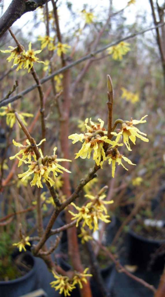 amamelide hamamelis fiori