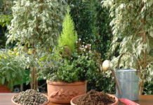 conifere in vaso piante vaso autunno