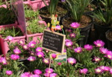 2011/11/delosperma.jpg