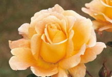 rose whisky sceglierle