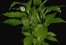 Piante antismog contro l’inquinamento in casa piante antismog