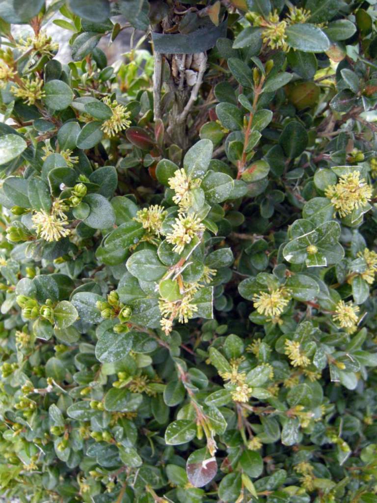 bosso buxus fiori