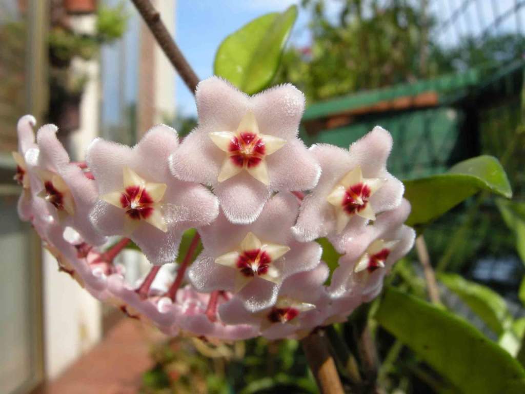 Hoya o fiore di cera: le infiorescenze sembrano quasi finte.