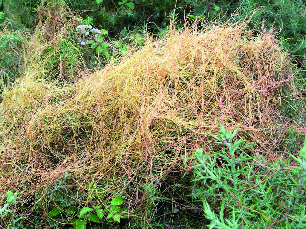 cuscuta