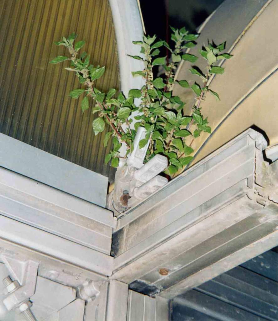 SMV_parietaria_veranda