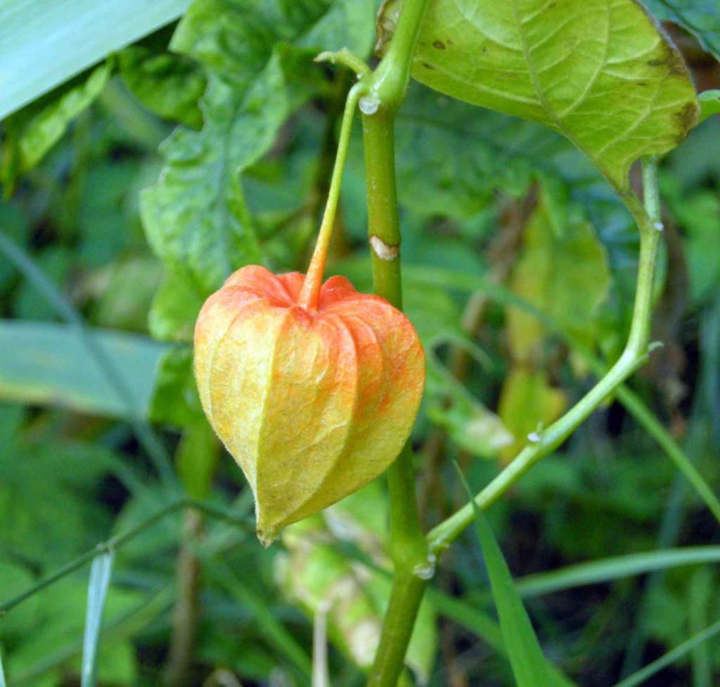 Physalis alkekengi chichinghero