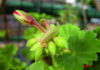 2012/11/cacyreus_gerani_89837c83.jpg