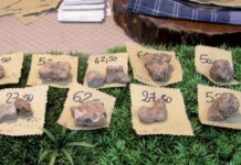 Tartufo: com’è fatto? 2012/11/tartufi-foto_58385b47.JPG