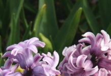 Ippeastri, giacinti, narcisi in fiore a Natale giacinto