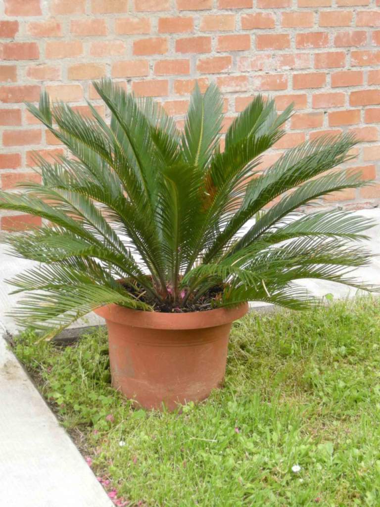 cycas_vaso