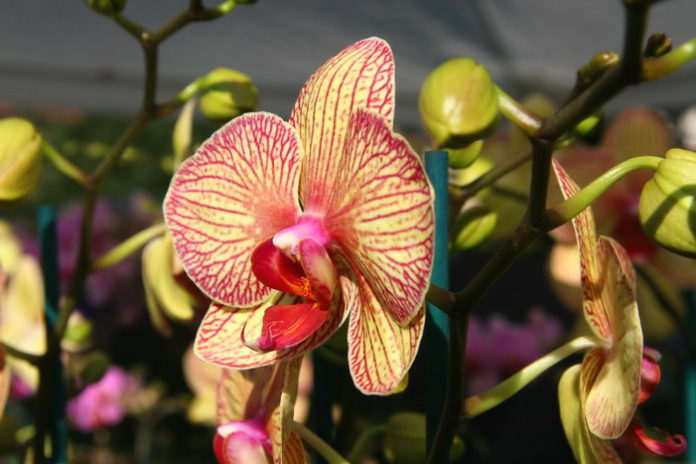 orchidee phalaenopsis