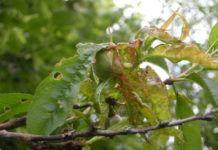 Bolla del pesco: come si cura 2013/09/bolla_pesco_240955d7.JPG