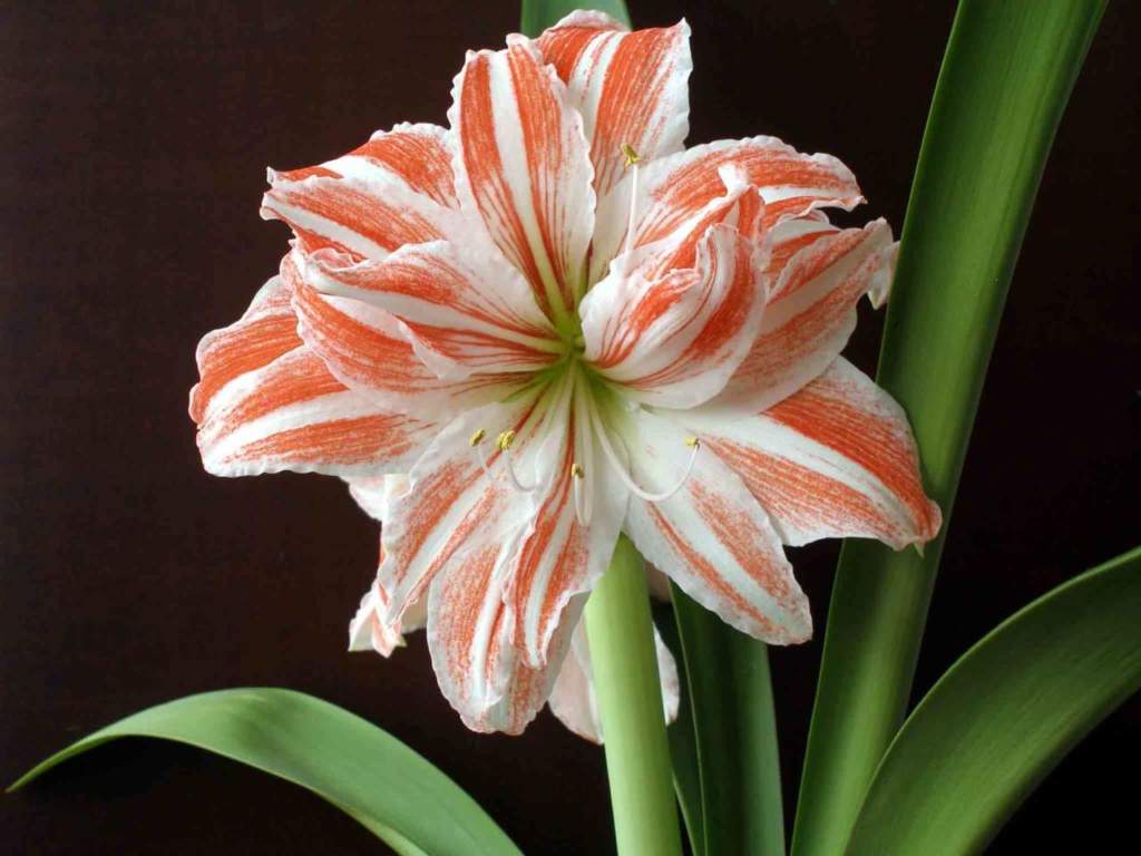 amaryllis e ippeastro