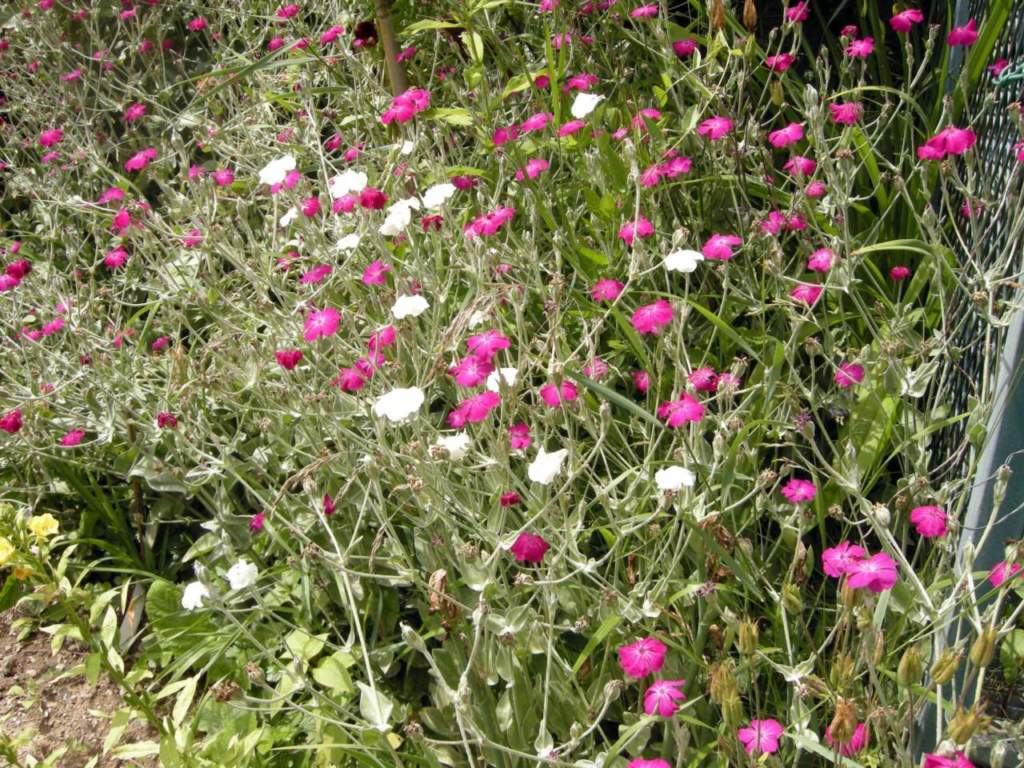 lychnis piante resistenti al sole