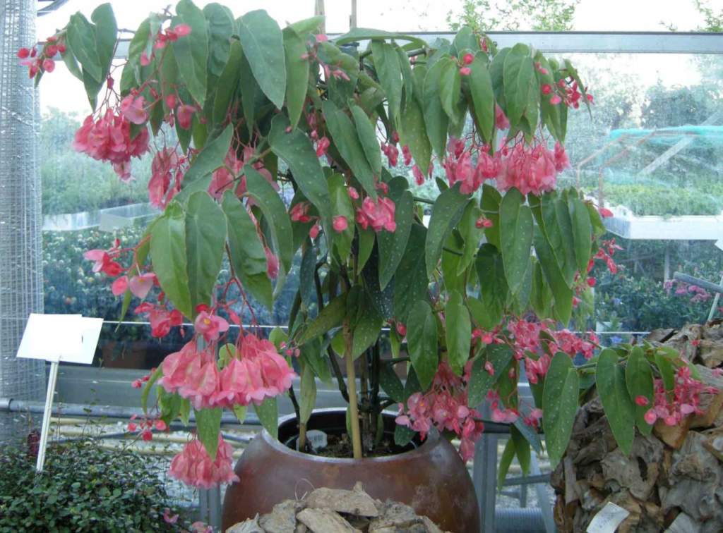 begonia_corallina_tamaya