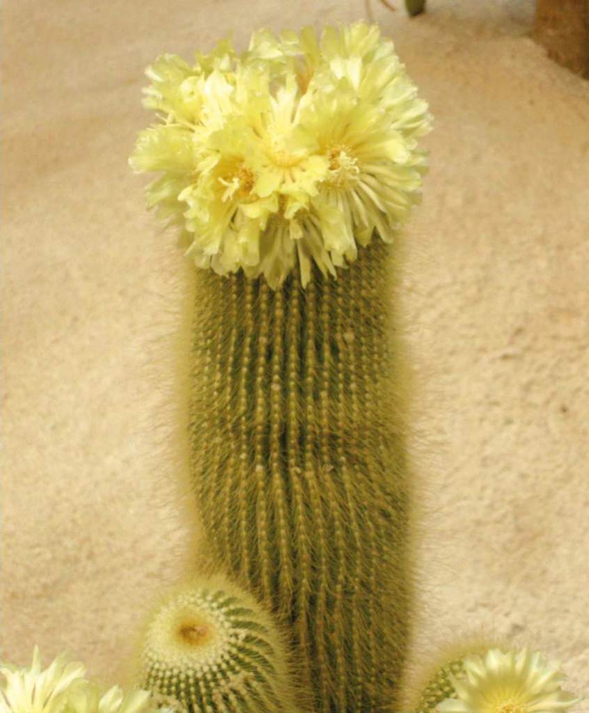notocactus