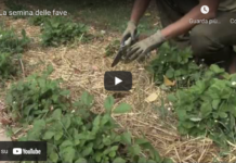 video semina fave