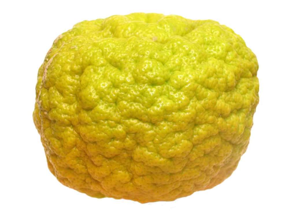 pompia