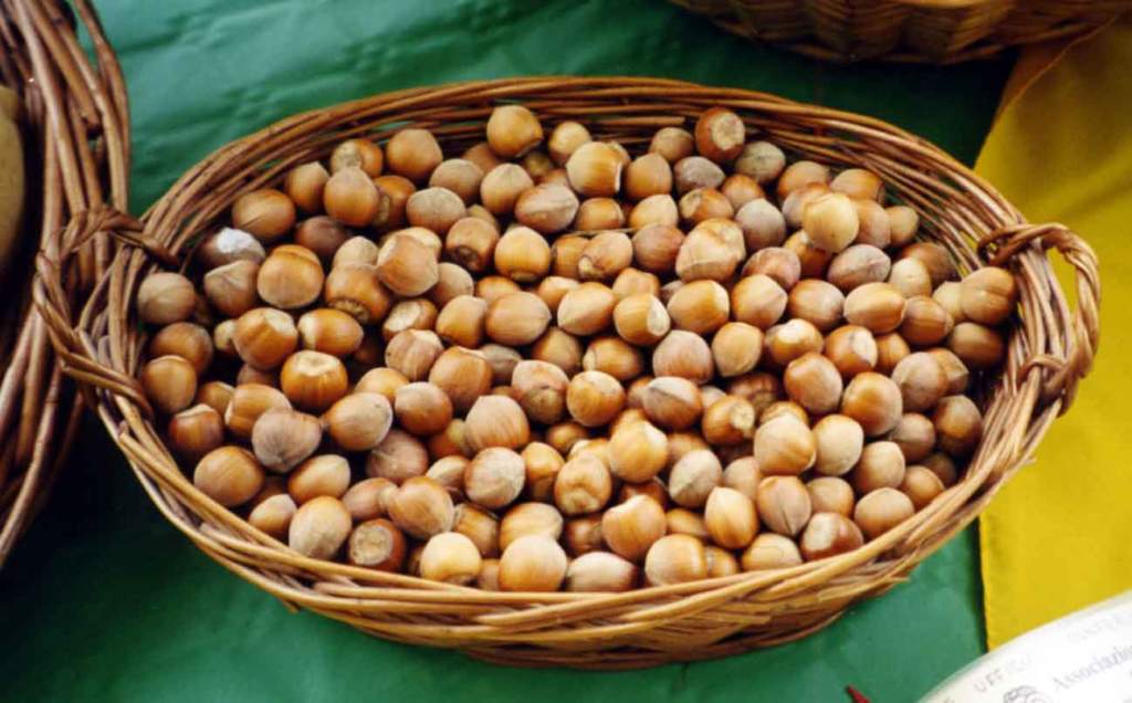 nocciolo nocciole cesta