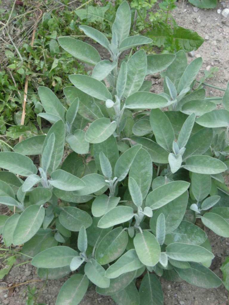 salvia