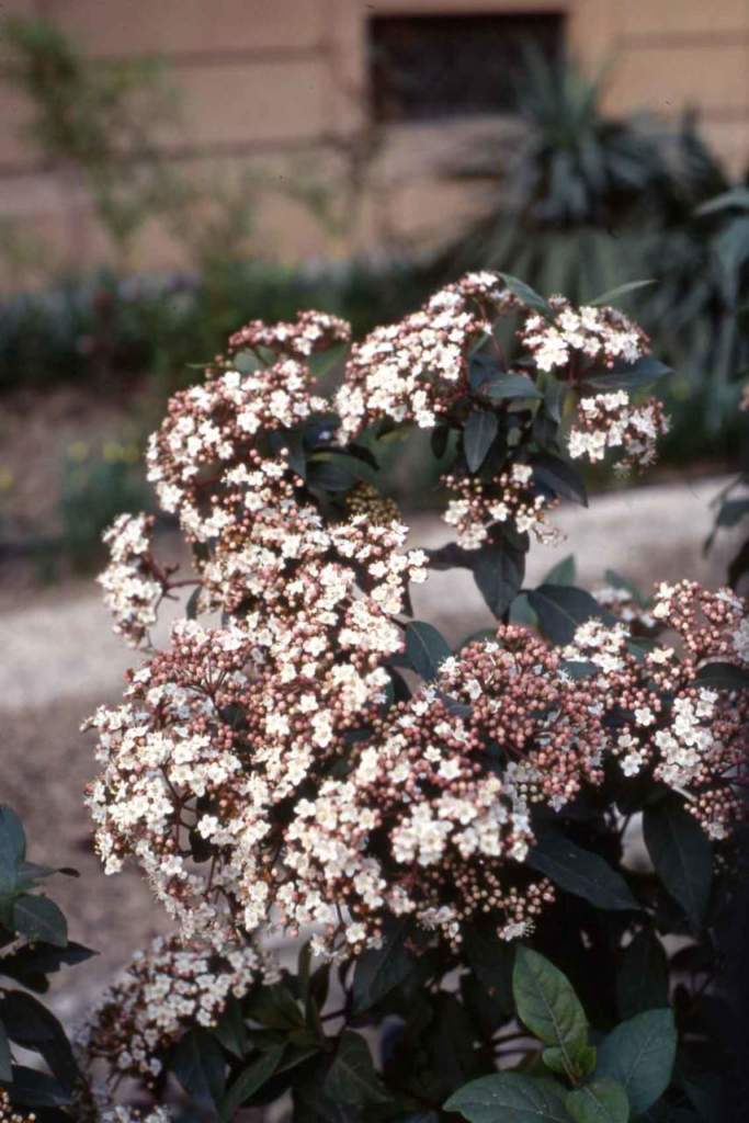 laurotino fiori