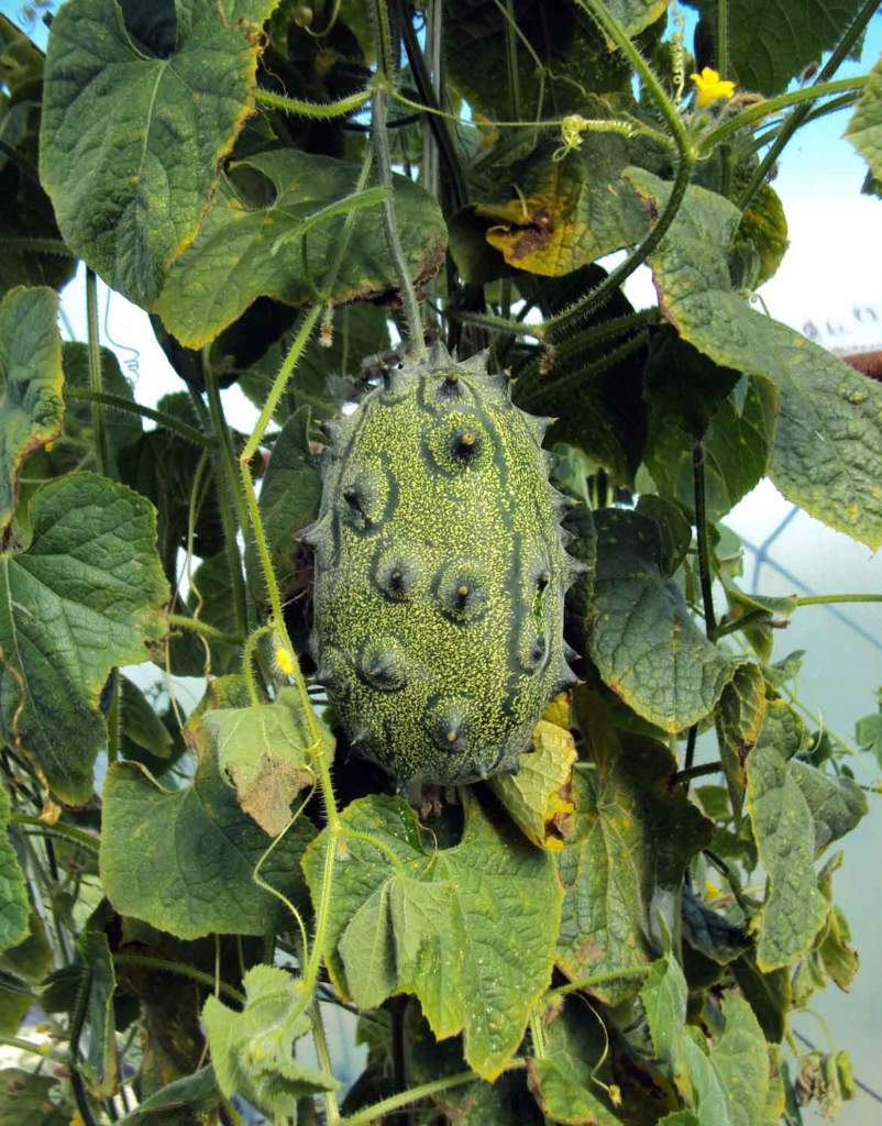 kiwano