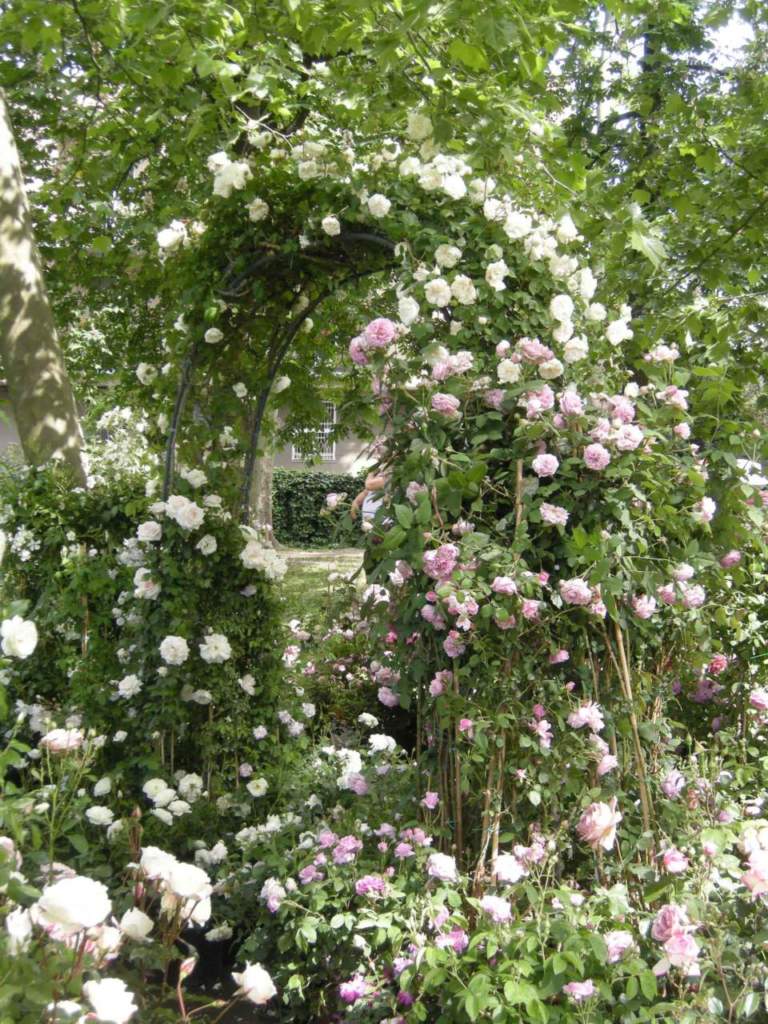 rose_berceaux rampicanti