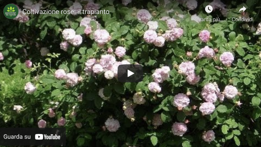 trapianto rosa