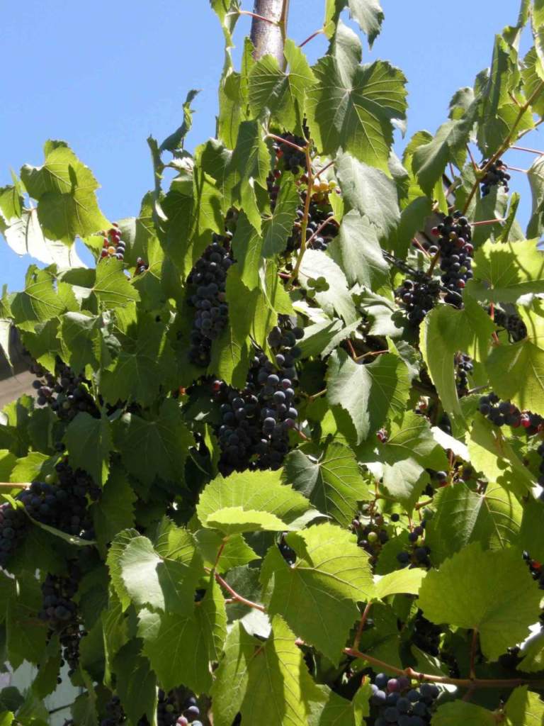 uva fragola