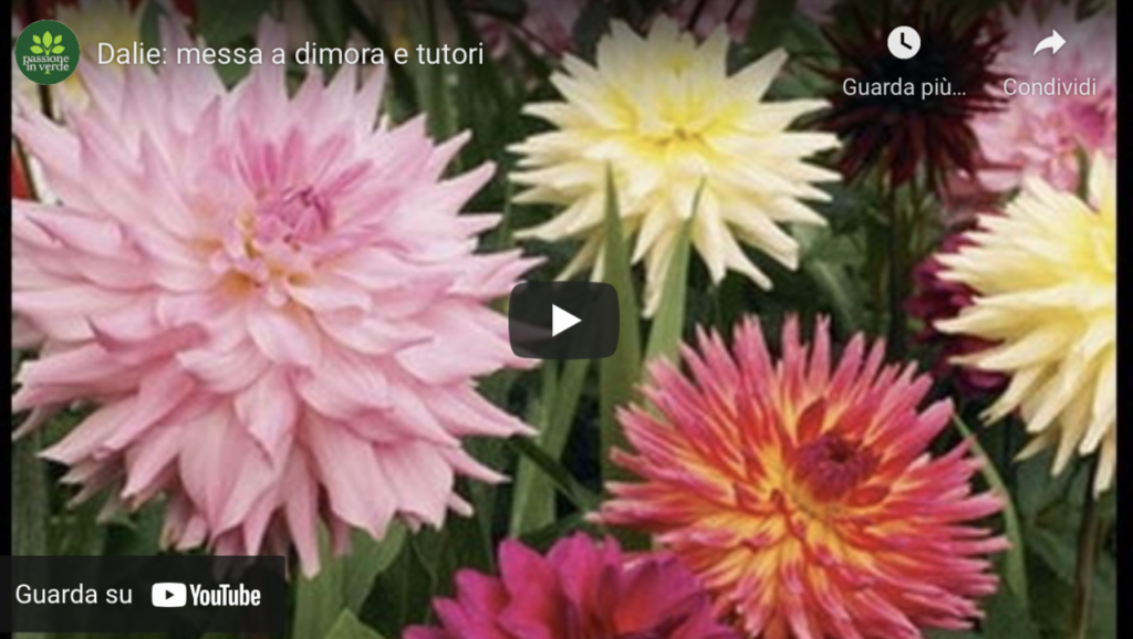 dalie video