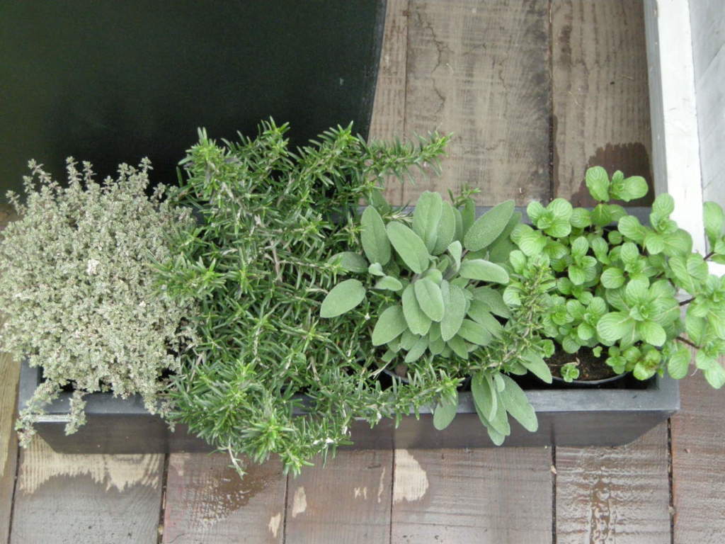 orto sul balcone piante aromatiche