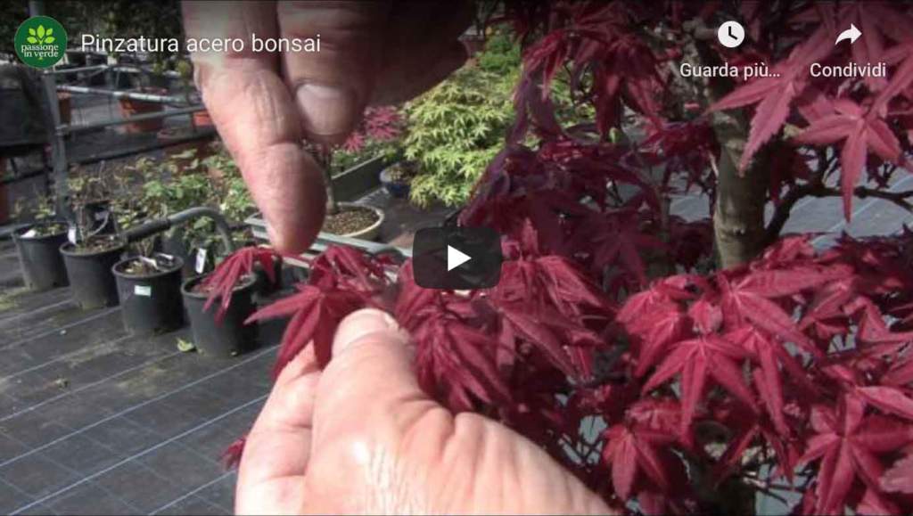 acero bonsai