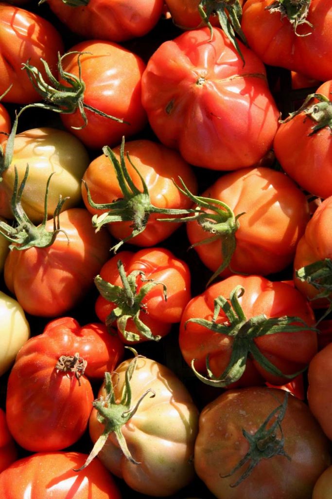 pomodori in vaso