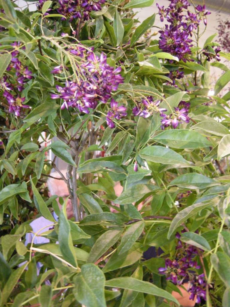 millettia satsuma