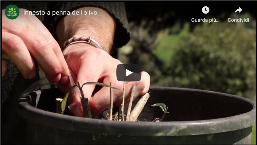 innesto a penna
