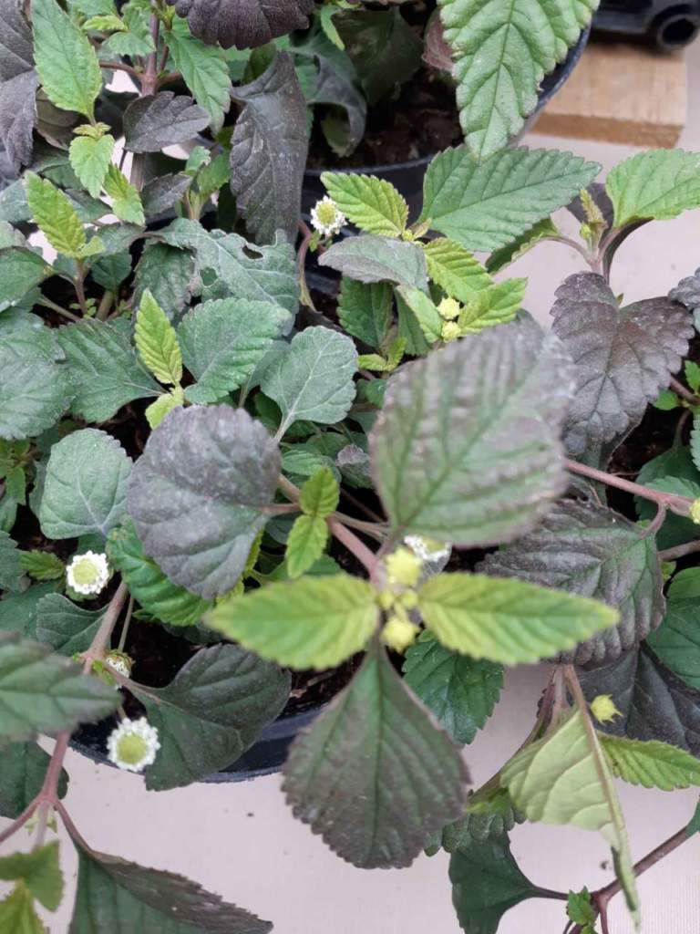 Lippia dulcis