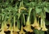 brugmansia