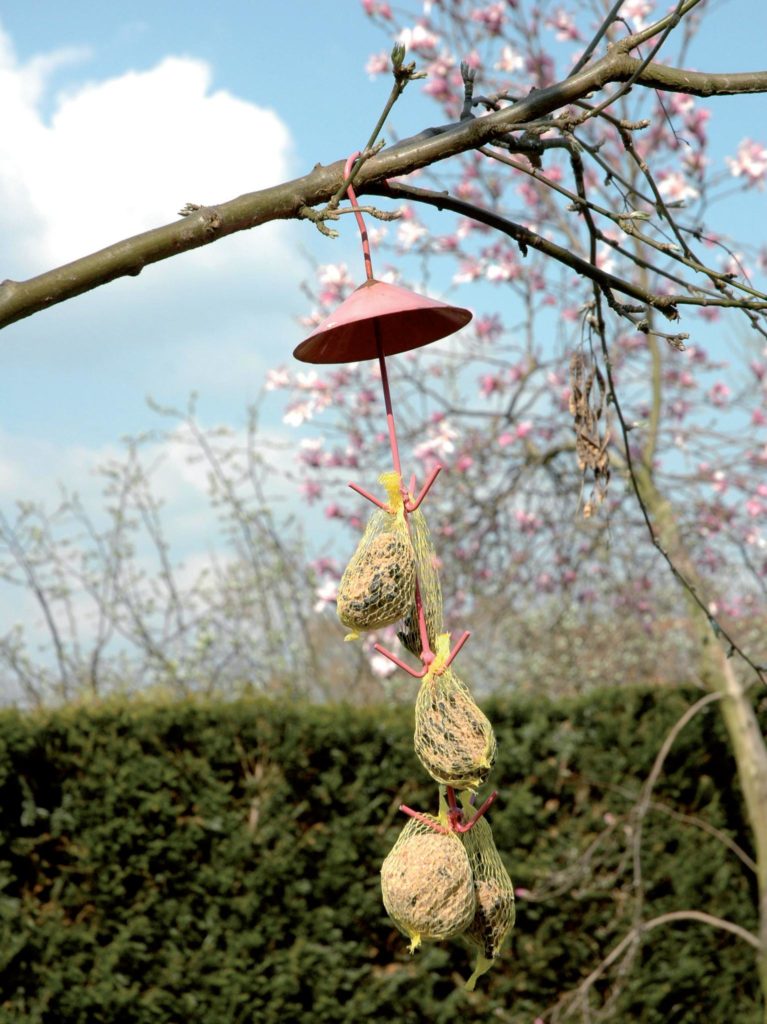 giardino per api e farfalle