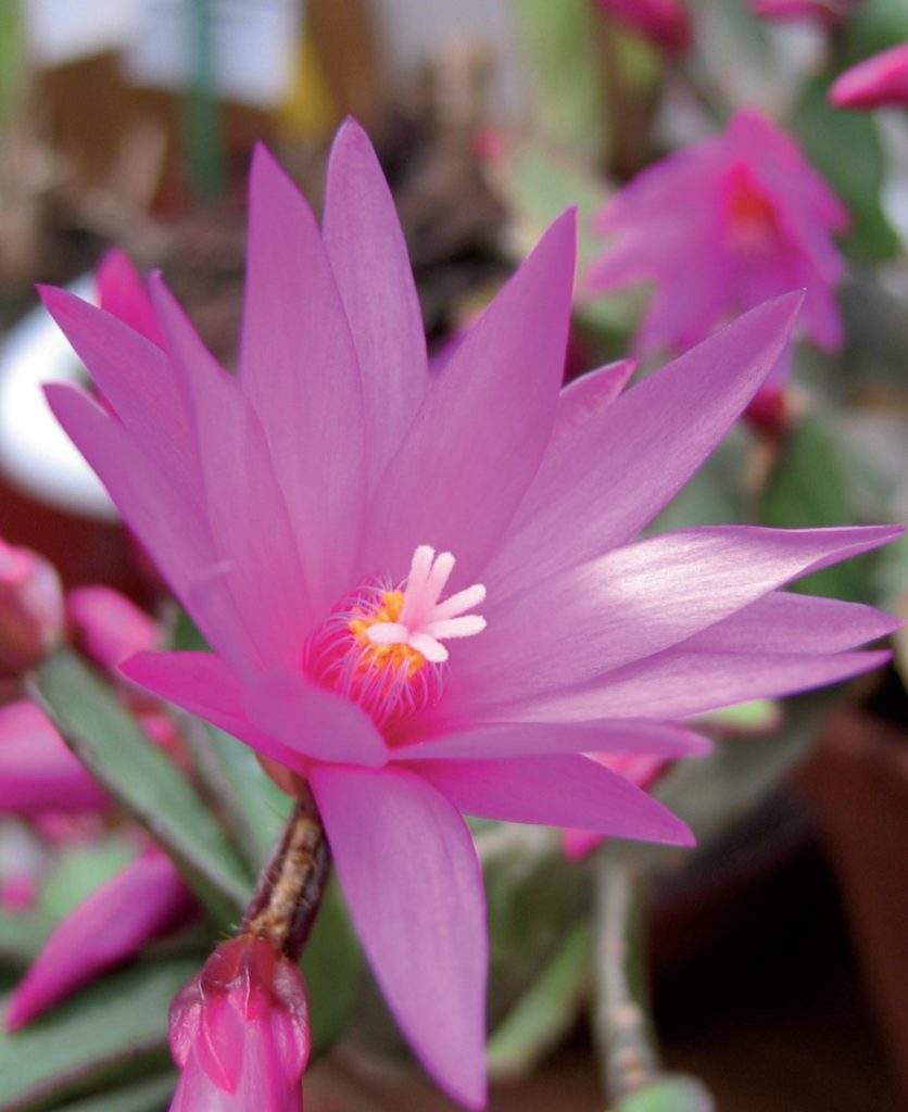 schlumbergera o cactus di Natale