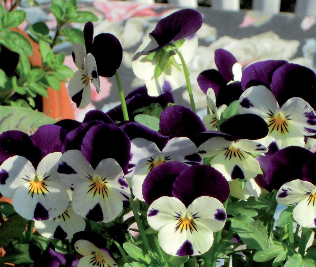 VIOLE