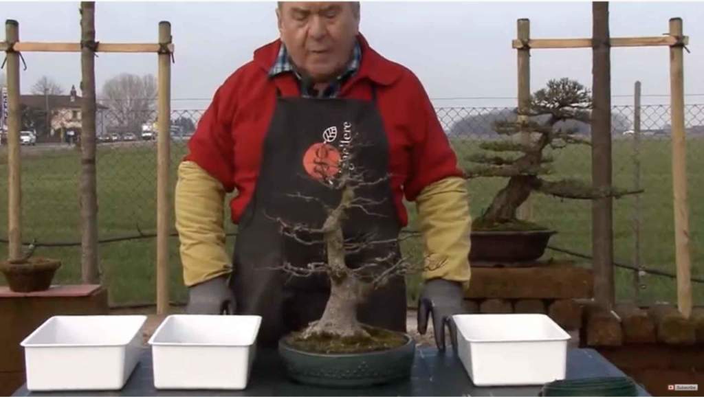 rinvaso bonsai caducifoglio