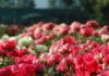 2017/05/19_maggio_09__-_103_web_2398eb5d.jpg